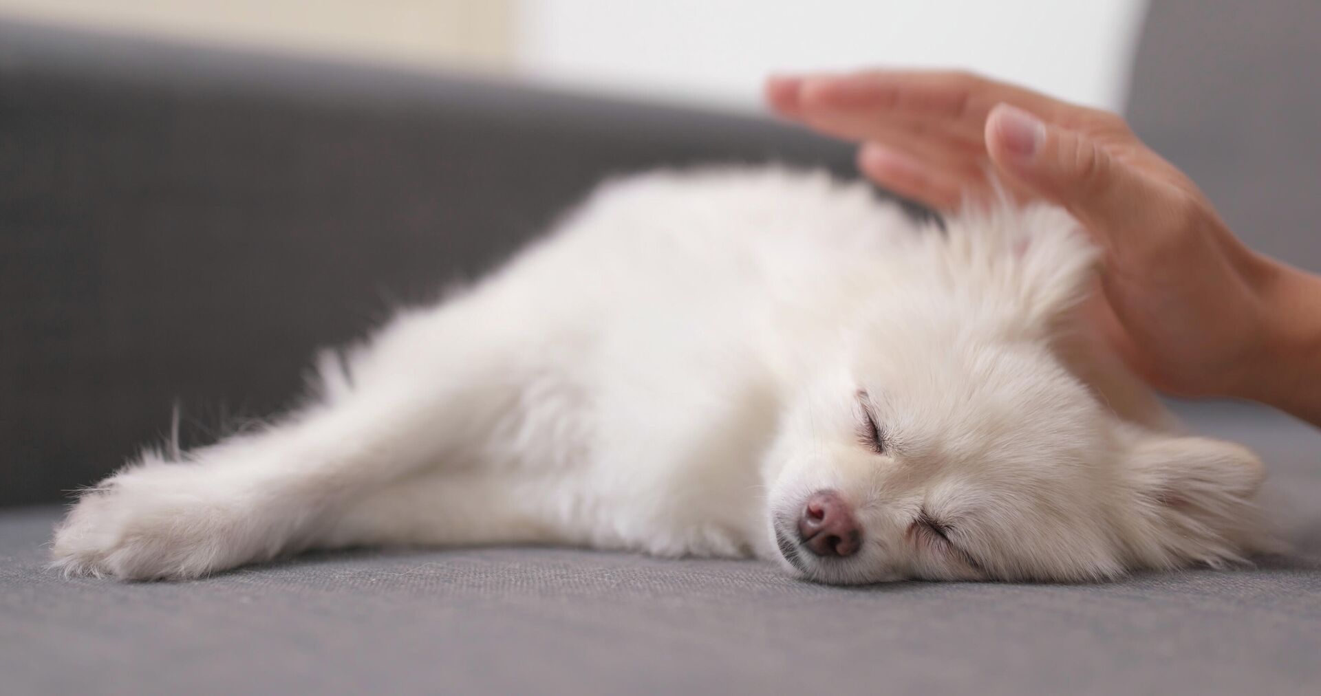 Померанский шпиц Померанский шпиц - РИА Новости, 1920, 15.09.2021